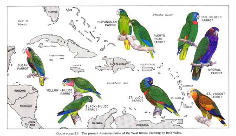 Parrots West Indies Map 